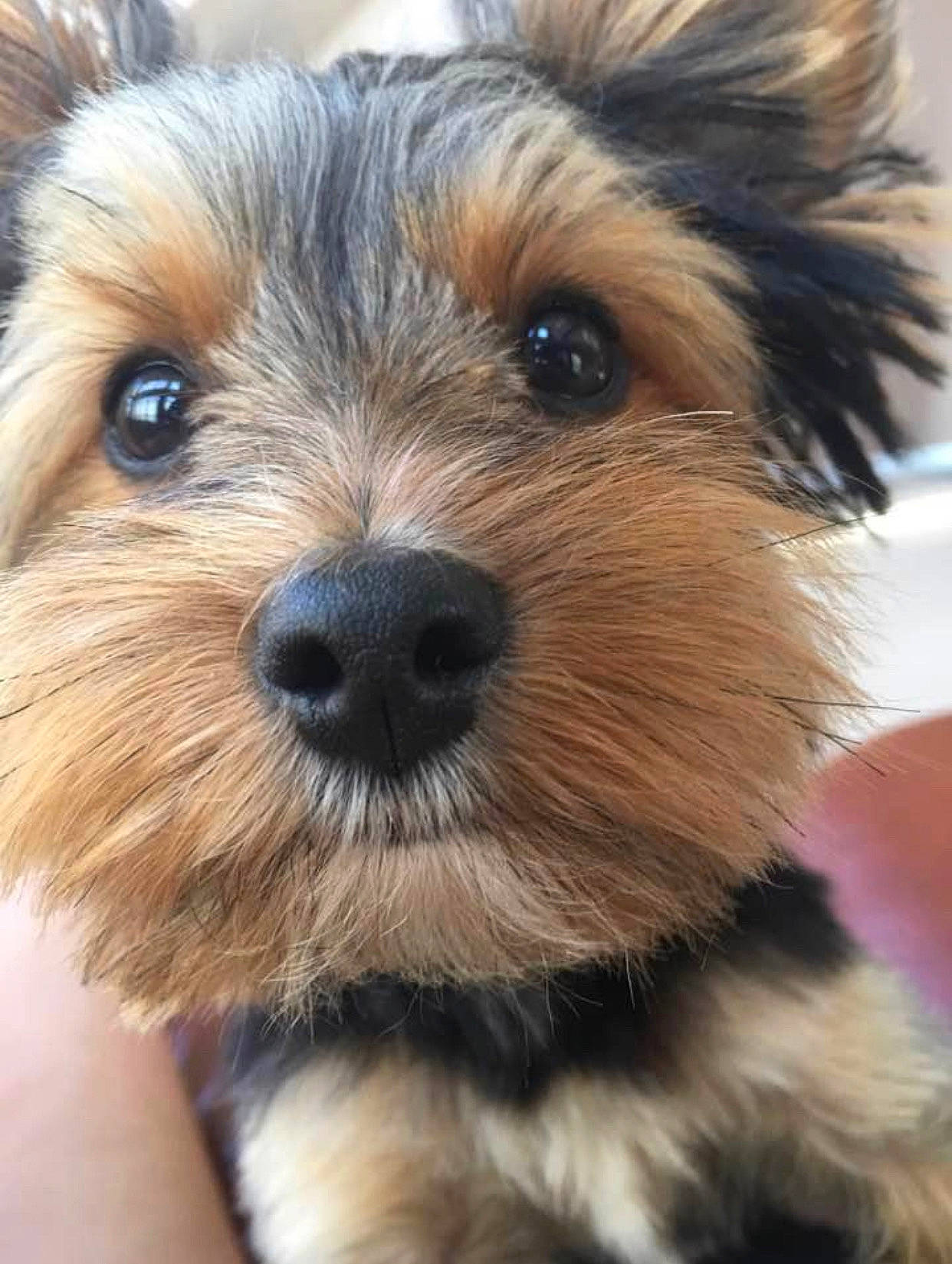 Jaxson joined the competition — help win amazing prizes! ancient_dog_breeds, australian_terrier, biewer_terrier, canidae, carnivore, close_up, companion_dog, dog, dog_breed, fawn, fur, small_terrier, snout, sporting_group, terrestrial_animal, terrier, toy_dog, whiskers, working_animal