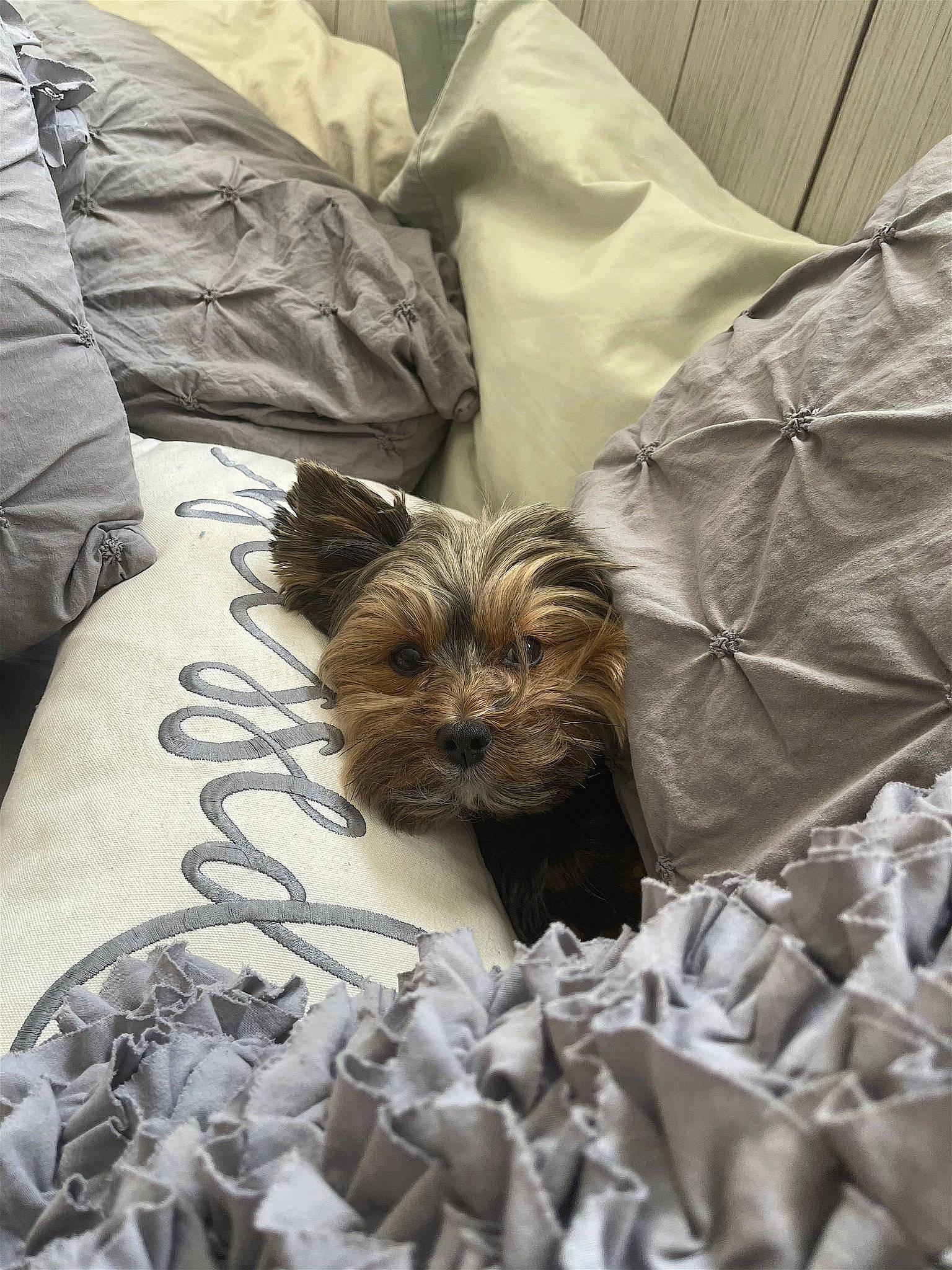 Jaxson joined the competition — help win amazing prizes! bed, bedding, brown, canidae, carnivore, comfort, companion_dog, dog, dog_breed, dog_supply, duvet, fawn, fur, linens, liver, small_terrier, sporting_group, textile, toy_dog, working_animal