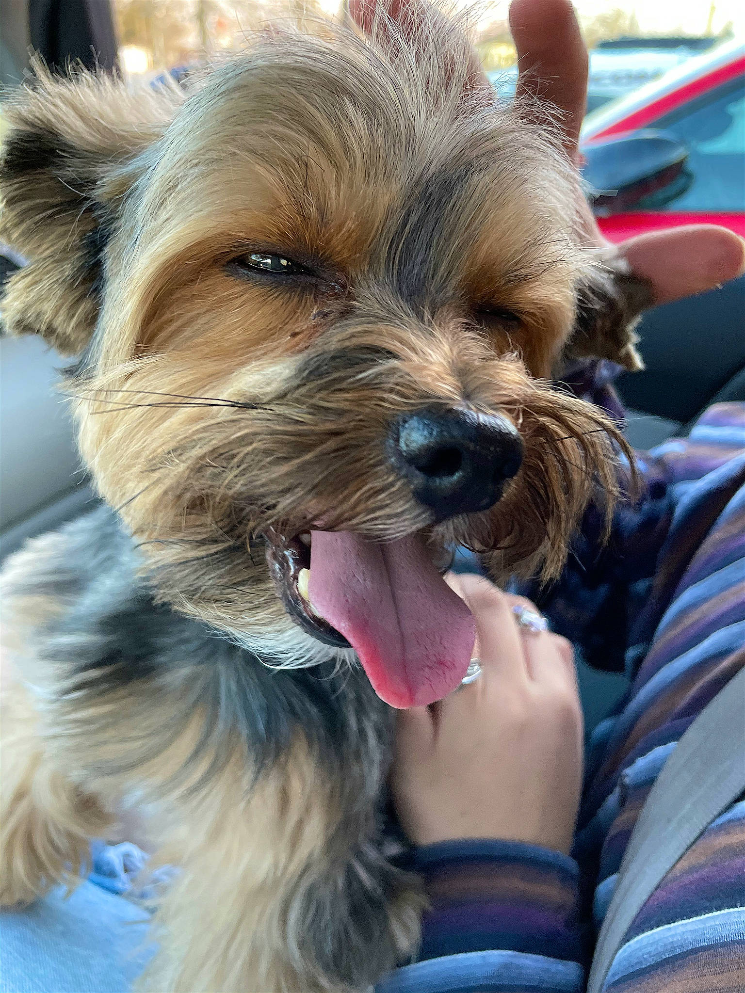 Jaxson joined the competition — help win amazing prizes! canidae, carnivore, collar, companion_dog, dog, dog_breed, dog_collar, dog_supply, ear, fashion_accessory, fur, liver, small_terrier, snout, sporting_group, terrier, toy_dog, working_animal, yorkipoo, yorkshire_terrier