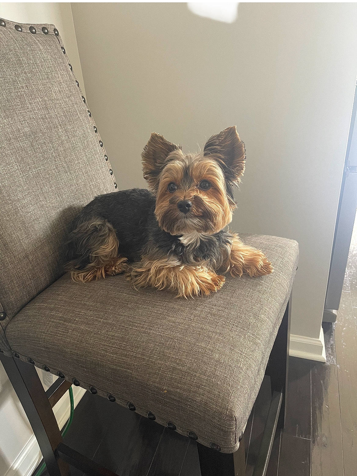 Jaxson joined the competition — help win amazing prizes! carnivore, chair, comfort, companion_dog, dog, dog_breed, dog_supply, fawn, felidae, flooring, hardwood, linens, liver, pet_supply, pillow, small_terrier, terrier, toy_dog, wicker, working_animal