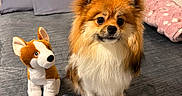 Coco is registered to the contest to win money with this photo: dog, pomeranian, stuffed_toy, bed, bedroom, blanket, pillow, headboard, shelf, candle, framed_picture, plush, fur, pet, animal, indoor, cozy, cute, toy, furniture