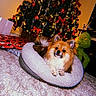 dog, pomeranian, pet_bed, christmas_tree, christmas_decorations, red_bows, ornaments, wrapped_presents, carpet, holiday, festive, grinch_plush, indoor, cozy, cute, fluffy, animal, holiday_season, celebration, toys