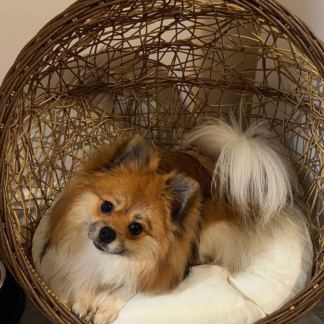 Coco