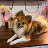 Coco joined the competition — help win amazing prizes! dog, pomeranian, fluffy, table, flowers, pink, yellow, candle, lamp, wooden_surface, indoor, pet, happy, smiling, fur, tail, decor, cozy, relaxed, cute