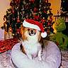 Coco joined the competition — help win amazing prizes! dog, santa_hat, christmas_tree, holiday_decorations, plush_toy, grinch, pet_bed, festive, red_ornaments, lights, cozy, indoors, fur, cute, christmas, celebration, holiday, decor, animal, pet