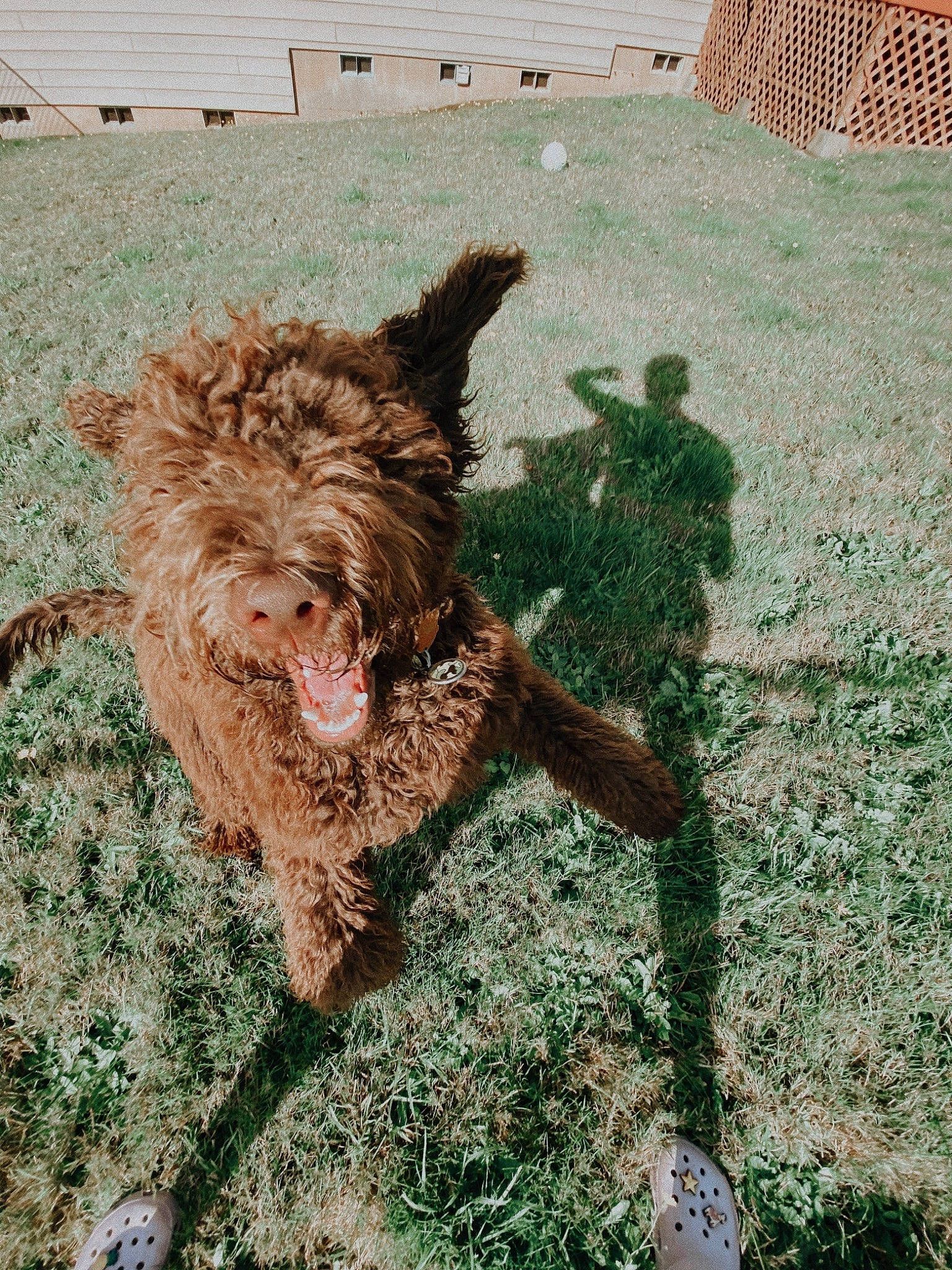 Eddie is registered to the contest to win money with this photo: barbet, canidae, carnivore, cockapoo, dog, dog_breed, goldendoodle, labradoodle, lagotto_romagnolo, mammal, spanish_water_dog, sporting_group, terrier, wirehaired_pointing_griffon
