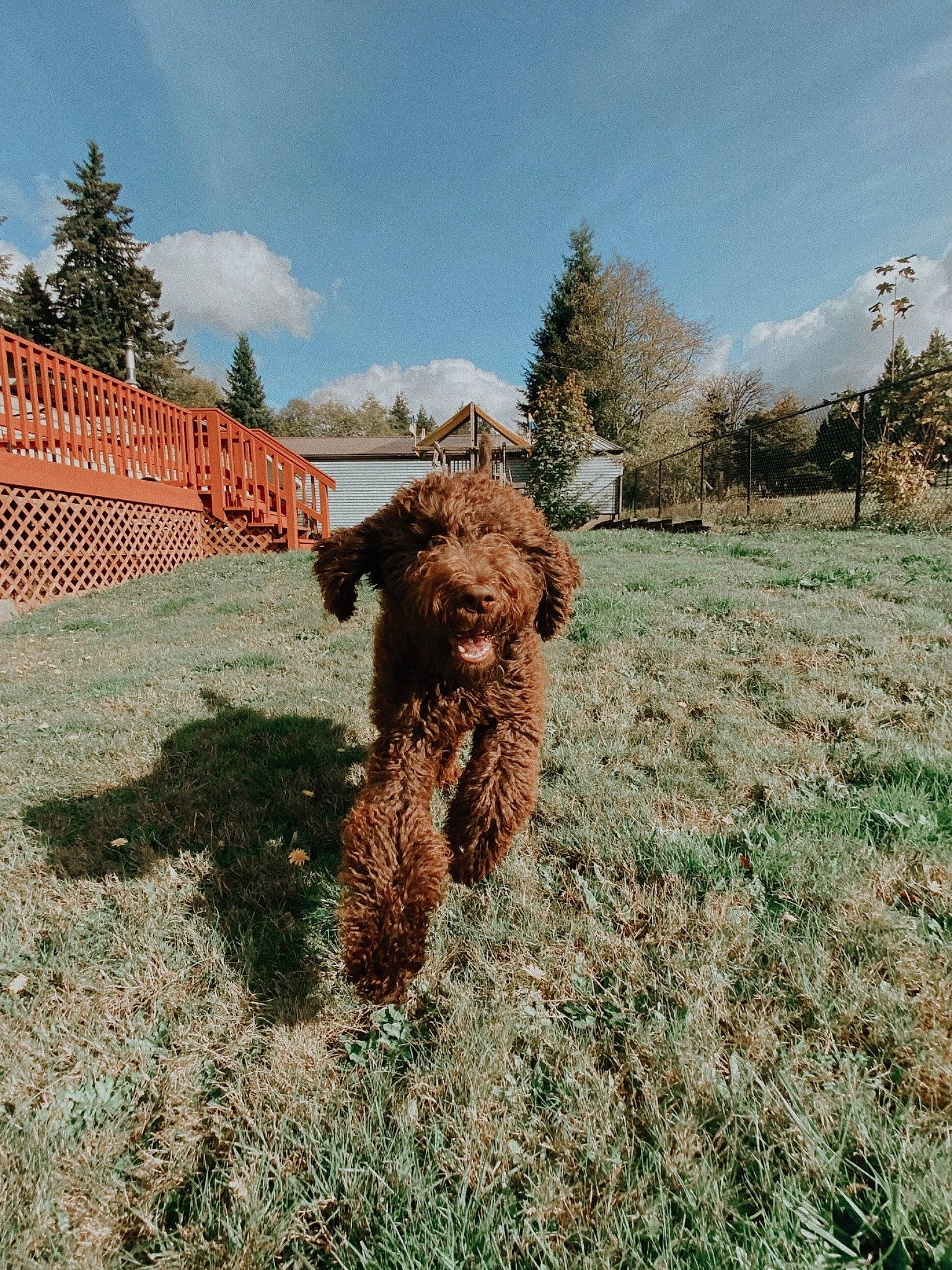 Eddie is registered to the contest to win money with this photo: american_water_spaniel, barbet, canidae, carnivore, cockapoo, dog, dog_breed, goldendoodle, grass, labradoodle, lagotto_romagnolo, poodle, spanish_water_dog, sporting_group, standard_poodle, toy_poodle, tree, water_dog