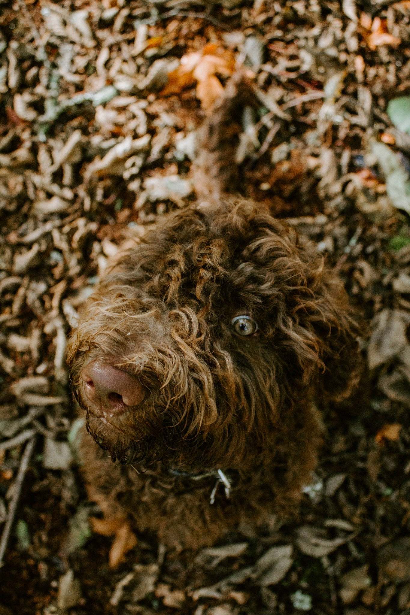 Eddie is registered to the contest to win money with this photo: barbet, canidae, carnivore, cockapoo, dog, dog_breed, goldendoodle, labradoodle, lagotto_romagnolo, portuguese_water_dog, retriever, spanish_water_dog, sporting_group, terrier, water_dog, wirehaired_pointing_griffon