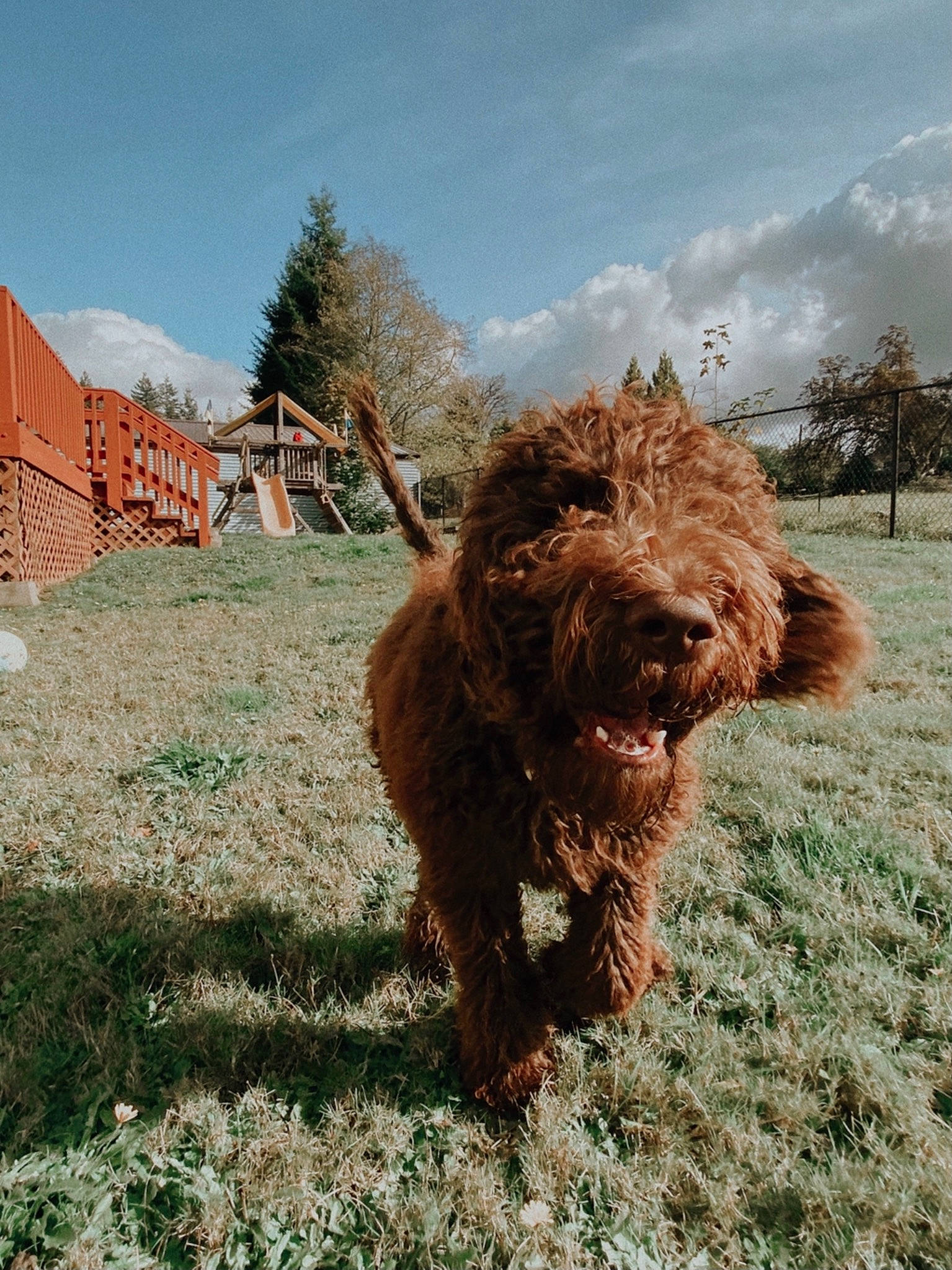 Eddie joined the competition — help win amazing prizes! barbet, canidae, carnivore, cockapoo, dog, dog_breed, goldendoodle, grass, labradoodle, lagotto_romagnolo, mammal, spanish_water_dog, sporting_group, terrier, vertebrate