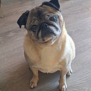 Zoé a rejoint le concours — aidez-le/la à gagner de superbes lots ! adorable, animal, companion, cute, dog, domestic_animal, ears, expression, eyes, floor, fur, head_tilt, indoor, looking_up, mammal, pet, pug, sitting, small_dog, wooden_floor