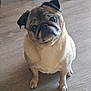 adorable, animal, companion, cute, dog, domestic_animal, ears, expression, eyes, floor, fur, head_tilt, indoor, looking_up, mammal, pet, pug, sitting, small_dog, wooden_floor