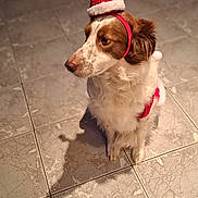 Nola participe au concours pour gagner de l'argent avec cette photo : animal, brown_and_white, calm, canine, christmas, costume, cute, decorative, dog, domestic_animal, festive, fur, headwear, holiday, indoor, looking_away, pet, santa_hat, sitting, tile_floor