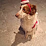 animal, brown_and_white, calm, canine, christmas, costume, cute, decorative, dog, domestic_animal, festive, fur, headwear, holiday, indoor, looking_away, pet, santa_hat, sitting, tile_floor