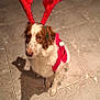 Nola a rejoint le concours — aidez-le/la à gagner de superbes lots ! adorable, animal, antlers, brown_and_white, christmas, christmas_costume, costume, cute, dog, domestic_animal, festive, fur, holiday, holiday_outfit, indoors, pet, reindeer_antlers, shadow, sitting, tile_floor