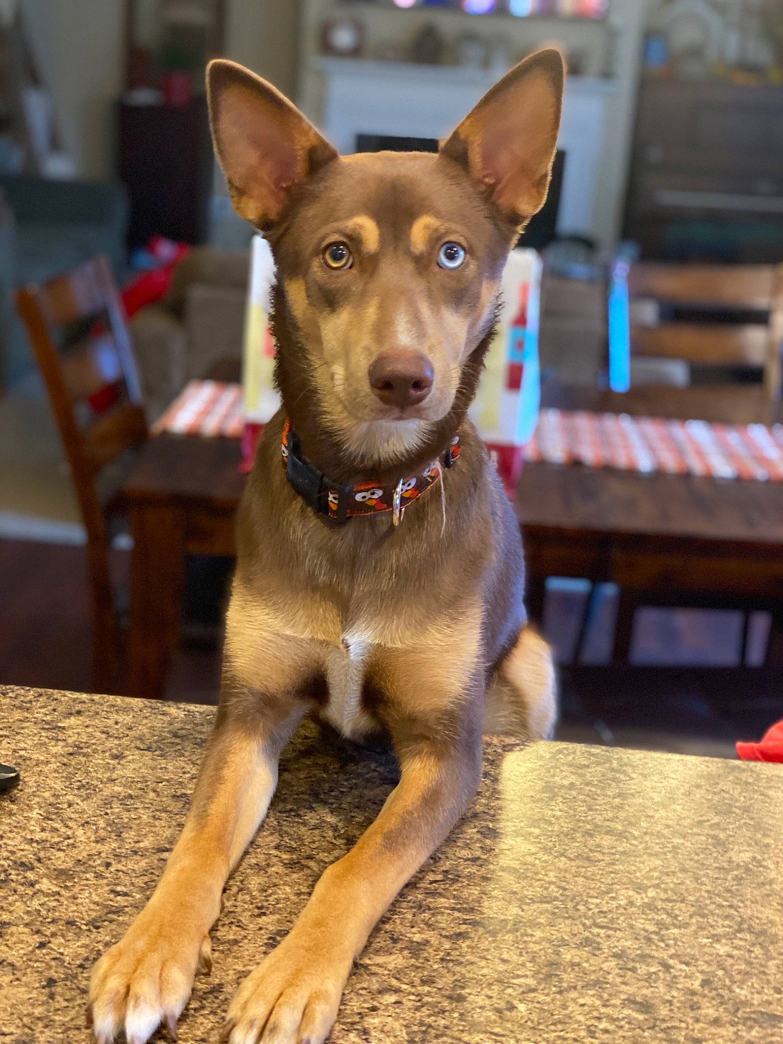 Olive Rose joined the competition — help win amazing prizes! canidae, carnivore, collar, companion_dog, dog, dog_breed, dog_collar, dog_supply, foot, guard_dog, hunting_dog, liver, pet_supply, snout, sporting_group, working_animal, working_dog