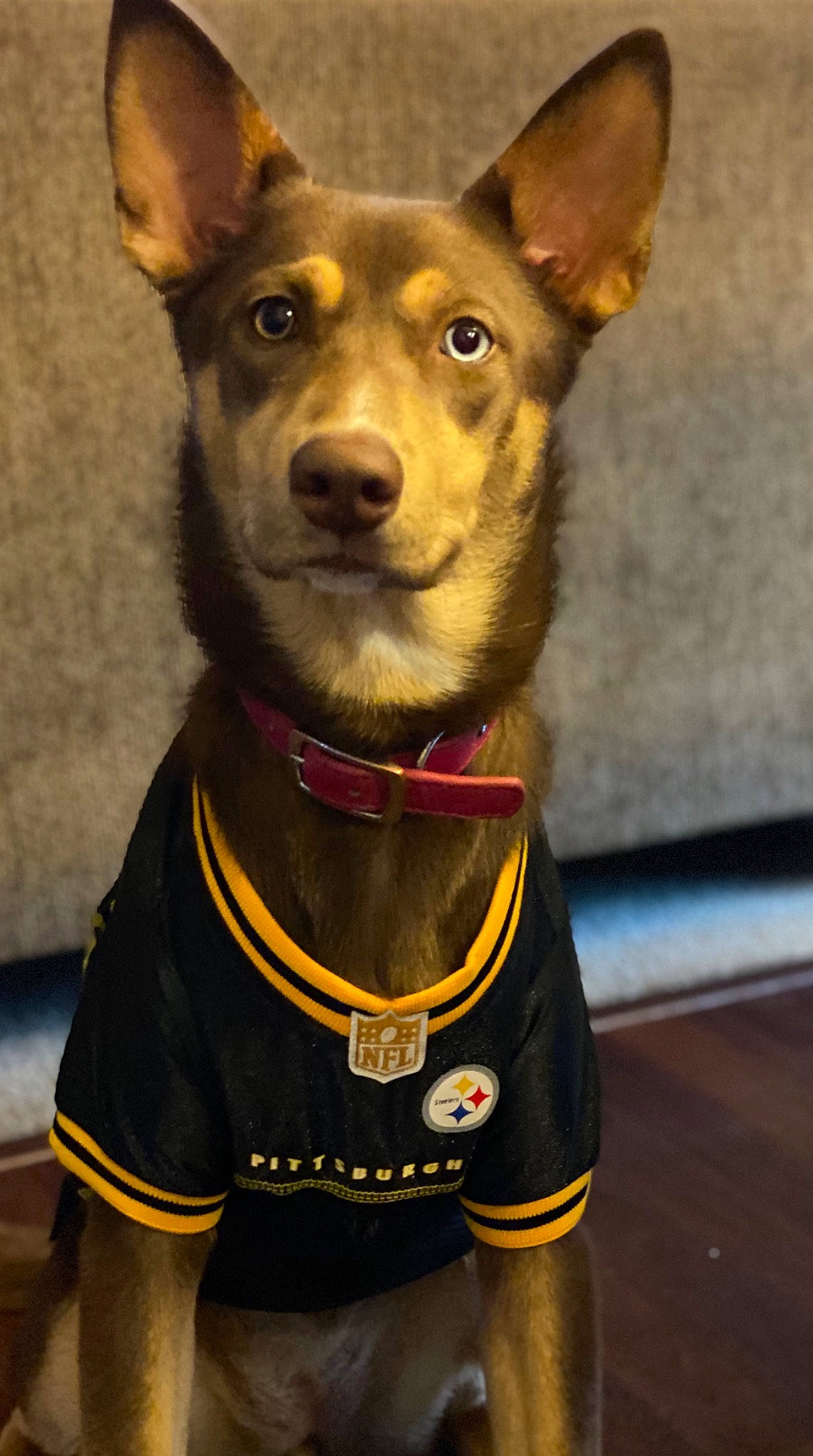 Olive Rose is registered to the contest to win money with this photo: ancient_dog_breeds, canidae, carnivore, collar, companion_dog, dog, dog_breed, dog_clothes, dog_collar, dog_supply, pet_supply, snout, vertebrate, whiskers, working_animal, working_dog, yellow