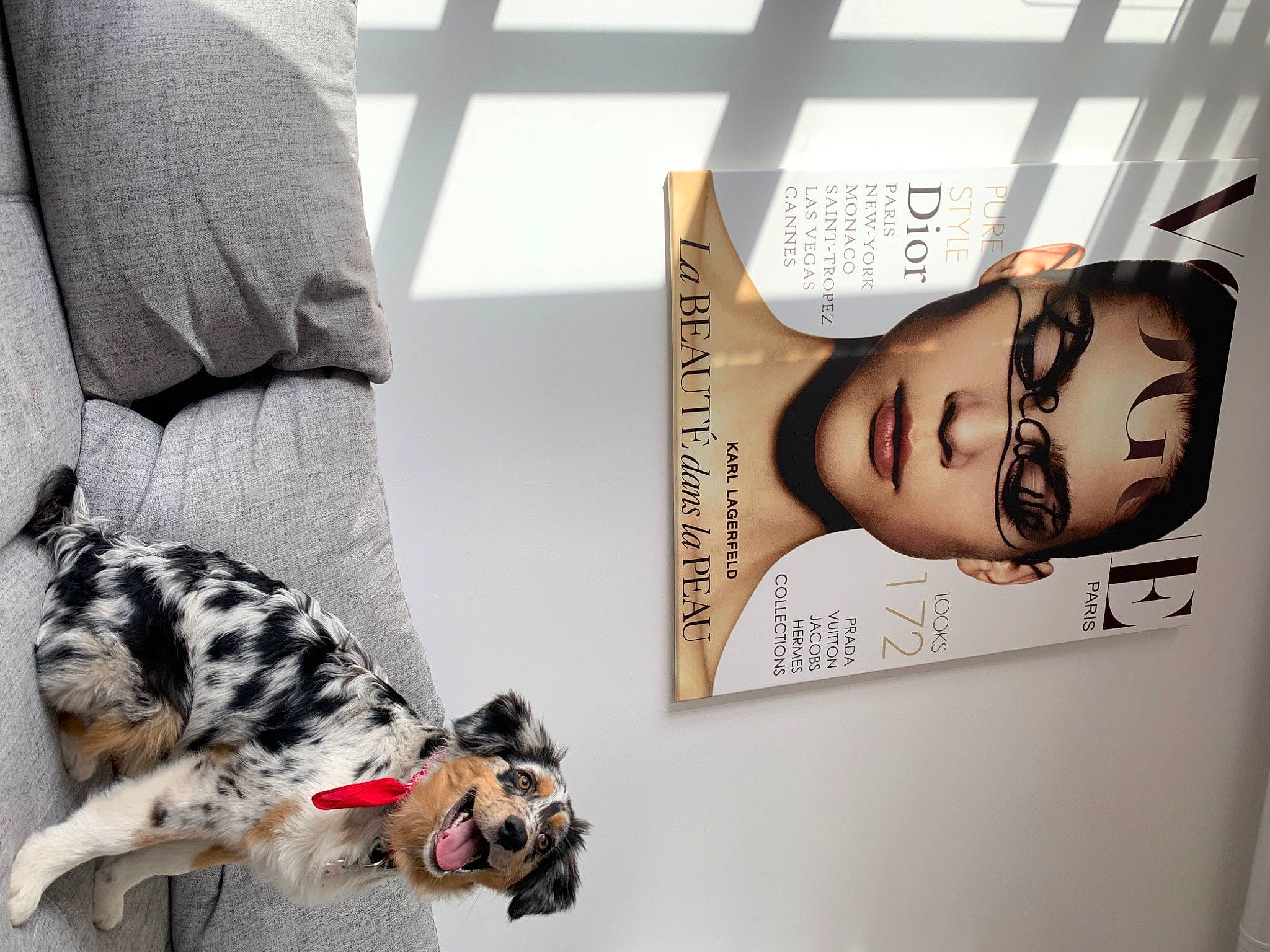 Scylla a rejoint le concours — aidez-le/la à gagner de superbes lots ! advertising, art, carnivore, comfort, companion_dog, couch, dalmatian, design, dog, dog_breed, eyelash, eyewear, felidae, font, fur, room, small_to_medium_sized_cats, sporting_group, visual_arts, whiskers