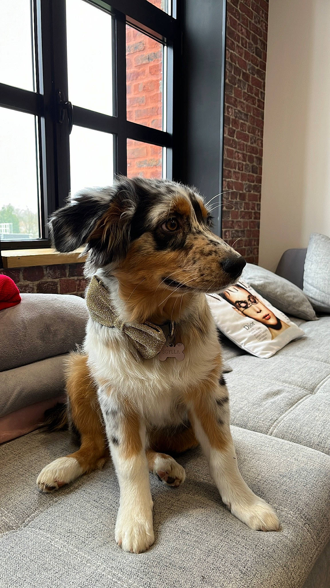 Scylla a rejoint le concours — aidez-le/la à gagner de superbes lots ! carnivore, companion_dog, couch, dog, dog_breed, door, fawn, flooring, fur, plant, sporting_group, street_dog, terrestrial_animal, whiskers, window, working_dog