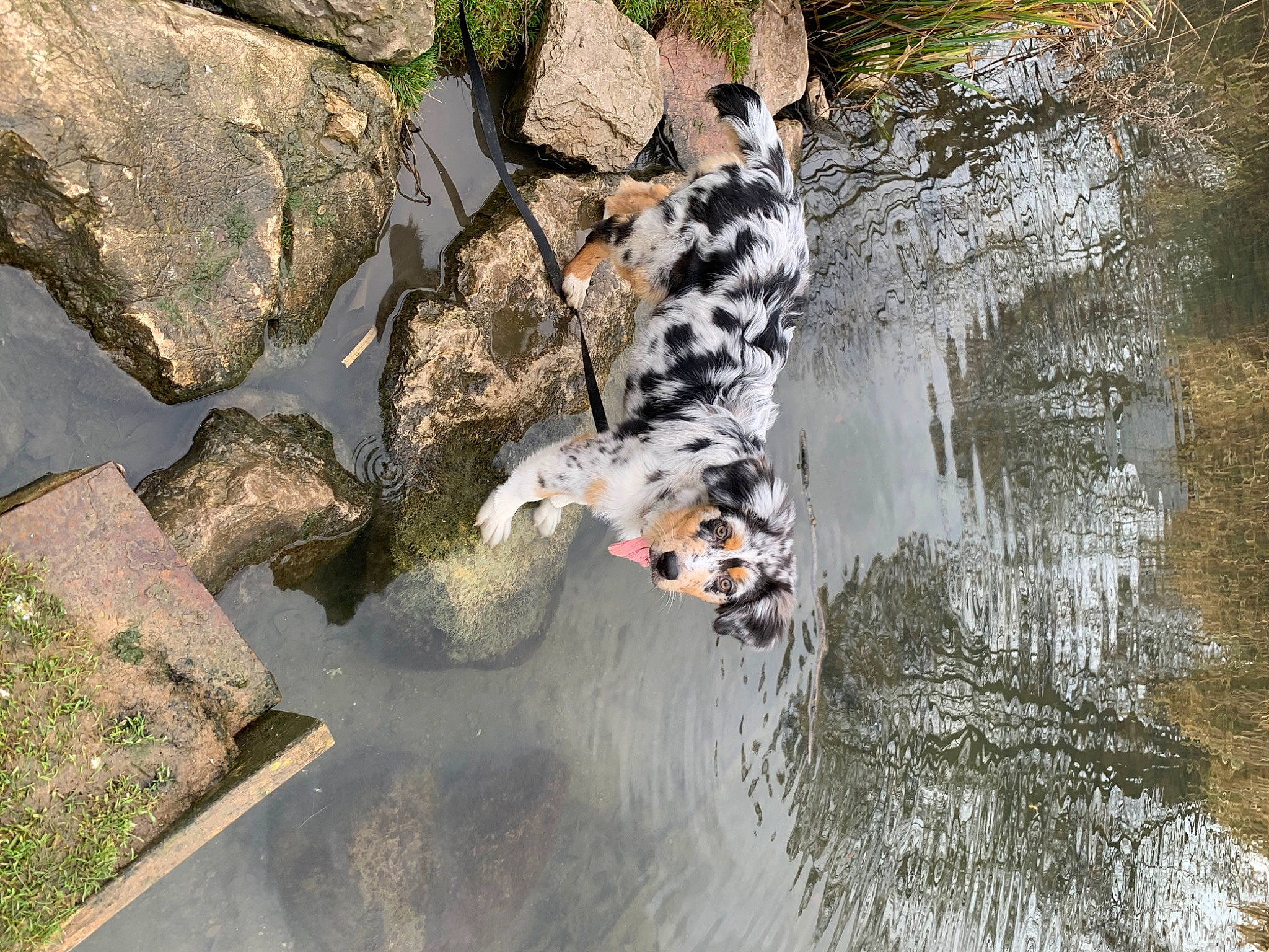 Scylla a rejoint le concours — aidez-le/la à gagner de superbes lots ! beak, bedrock, canidae, carnivore, felidae, lake, landscape, leisure, nature_reserve, plant, reflection, rock, sporting_group, terrestrial_animal, trunk, water, water_resources, watercourse, wildlife, wood