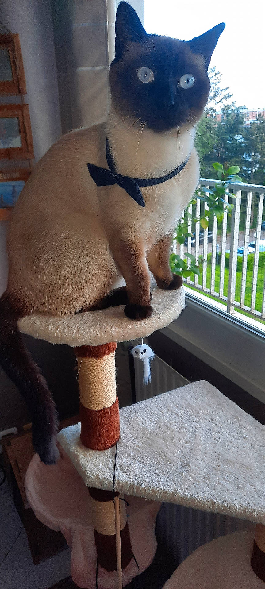 Potter a rejoint le concours — aidez-le/la à gagner de superbes lots ! abyssinian, animal, architecture, balcony, building, car, cat, furniture, homedecor, linen, manx, pet, plywood, railing, siamese, table, toy, transportation, vehicle, wood