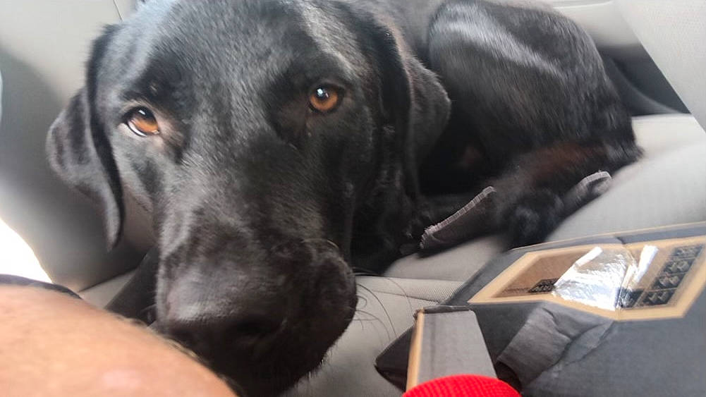 Fenrir is registered to the contest to win money with this photo: borador, canidae, carnivore, comfort, companion_dog, dog, dog_breed, dog_collar, event, fur, gun_dog, hunting_dog, labrador_retriever, liver, retriever, snout, sporting_group, whiskers, working_animal