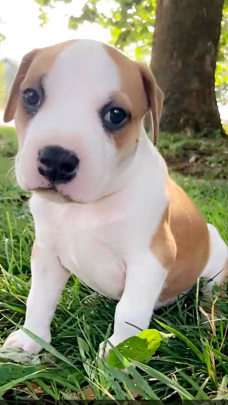 Zeke is registered to the contest to win money with this photo: ancient_dog_breeds, canidae, carnivore, collar, companion_dog, dog, dog_breed, dog_collar, fawn, grass, non_sporting_group, plant, sporting_group, terrestrial_animal, tree, whiskers, working_animal