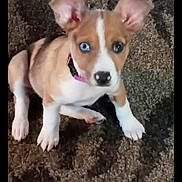 Peaches joined the competition — help win amazing prizes! animal, blue_eye, brown_and_white, carpet, close_up, curious, cute, dog, domestic_animal, ears_up, furry, heterochromia, indoor, looking_at_camera, pet, pink_collar, puppy, sitting, small_dog, young_dog