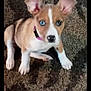 animal, blue_eye, brown_and_white, carpet, close_up, curious, cute, dog, domestic_animal, ears_up, furry, heterochromia, indoor, looking_at_camera, pet, pink_collar, puppy, sitting, small_dog, young_dog