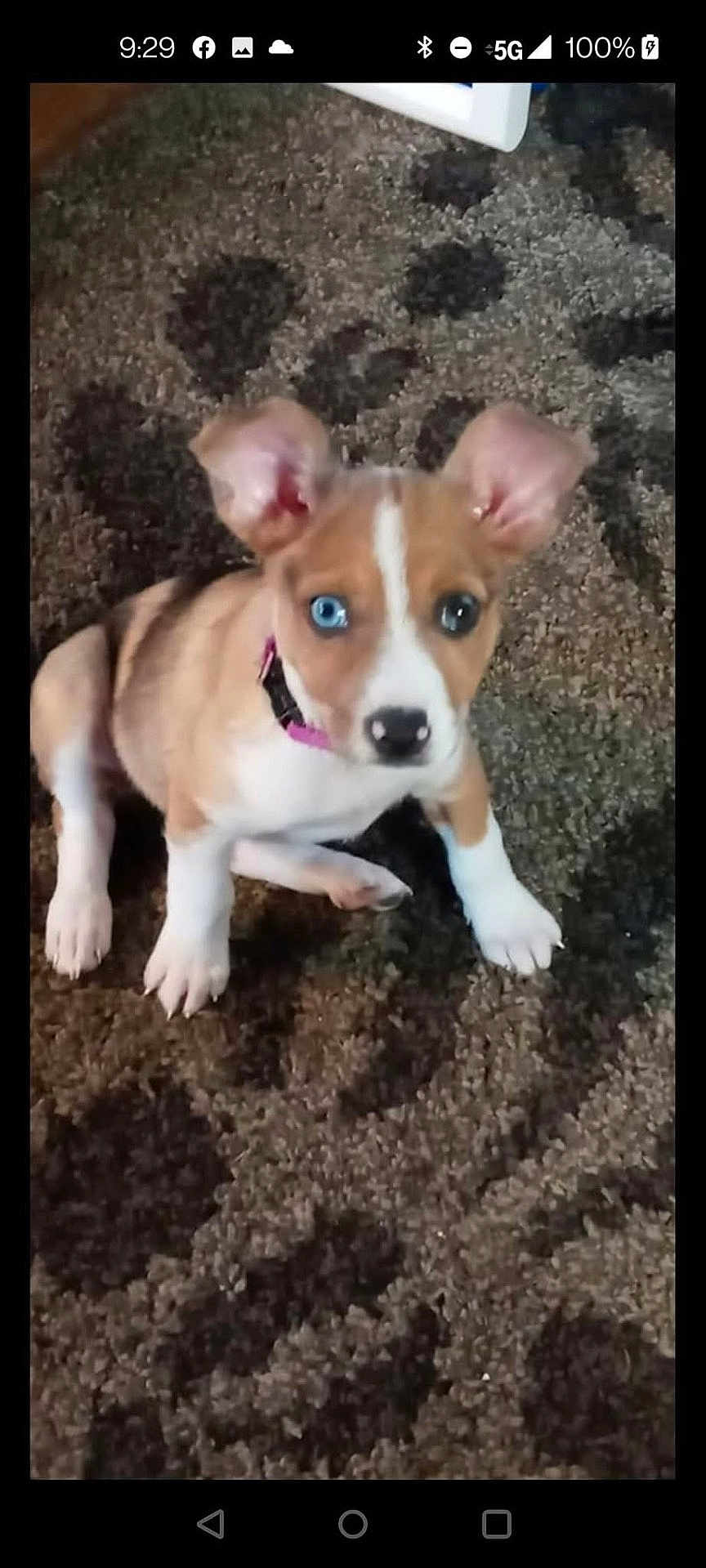 Peaches