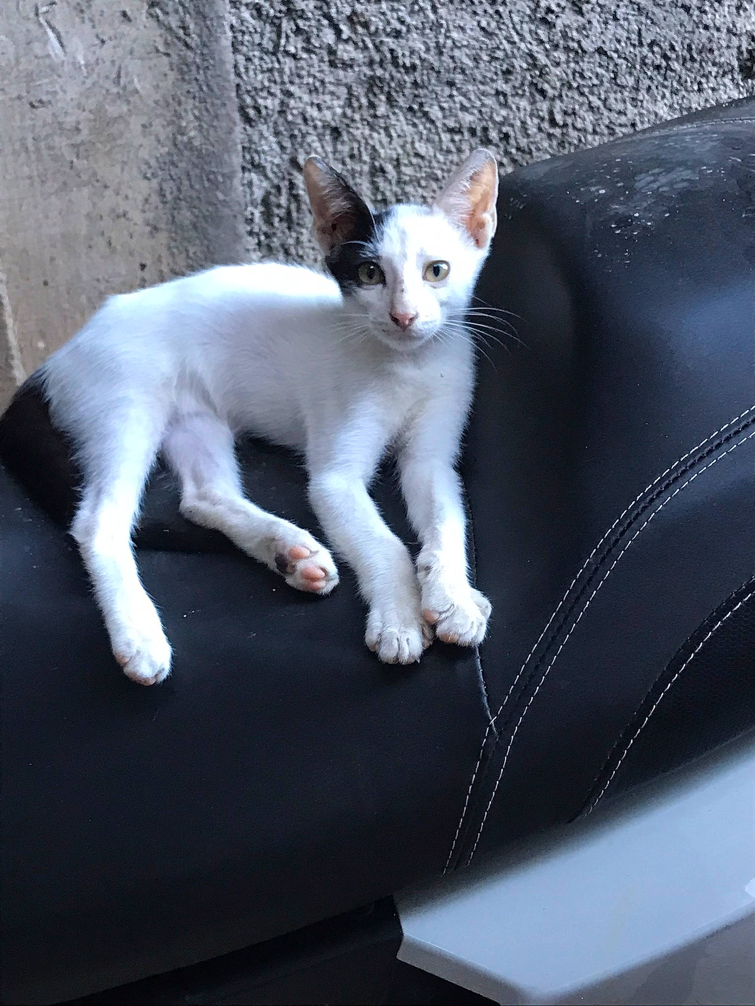 Rouky participe au concours pour gagner de l'argent avec cette photo : auto_part, carnivore, cat, domestic_short_haired_cat, fawn, felidae, fur, paw, small_to_medium_sized_cats, snout, tail, terrestrial_animal, whiskers, windshield