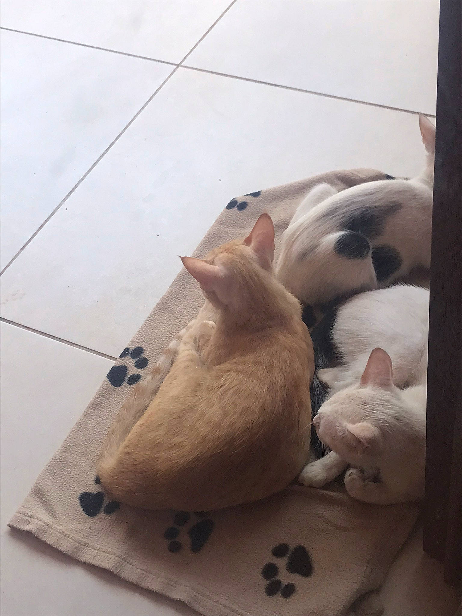 Rouky participe au concours pour gagner de l'argent avec cette photo : canidae, carnivore, comfort, companion_dog, dog, dog_breed, fawn, felidae, floor, flooring, foot, fur, hardwood, linens, paw, small_to_medium_sized_cats, tail, whiskers, wood, working_animal