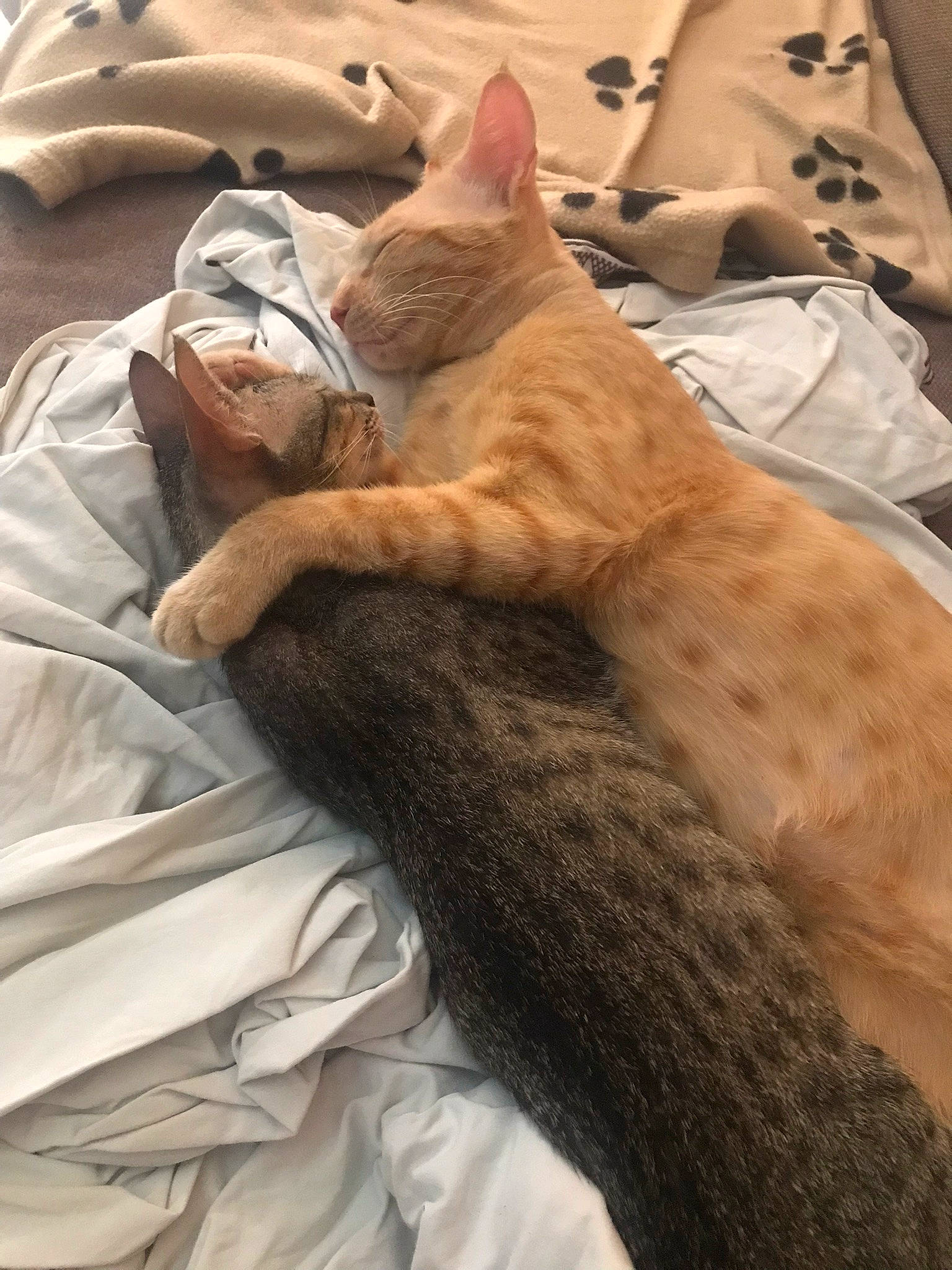 Rouky participe au concours pour gagner de l'argent avec cette photo : bed, carnivore, cat, claw, comfort, domestic_short_haired_cat, fawn, felidae, fur, gesture, human_leg, linens, mammal, nail, paw, small_to_medium_sized_cats, textile, vertebrate, whiskers, wood