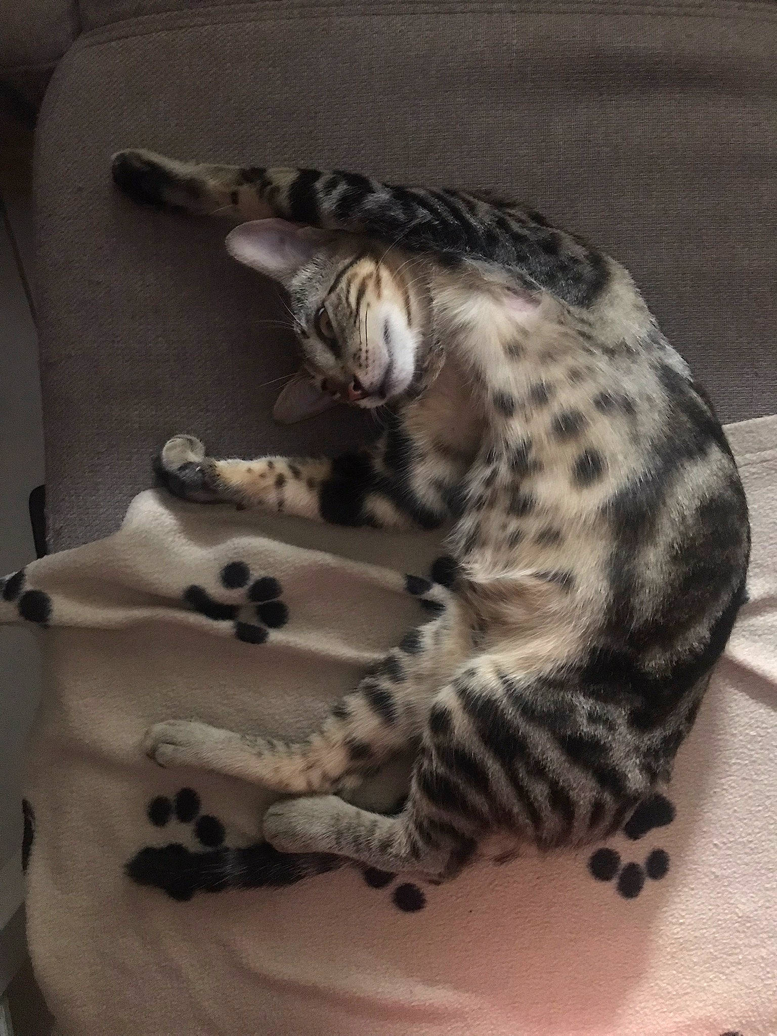 Rouky a rejoint le concours — aidez-le/la à gagner de superbes lots ! big_cats, carnivore, cat, claw, comfort, domestic_short_haired_cat, felidae, foot, fur, grey, jaguar, leopard, linens, nap, paw, small_to_medium_sized_cats, snout, tail, terrestrial_animal, whiskers