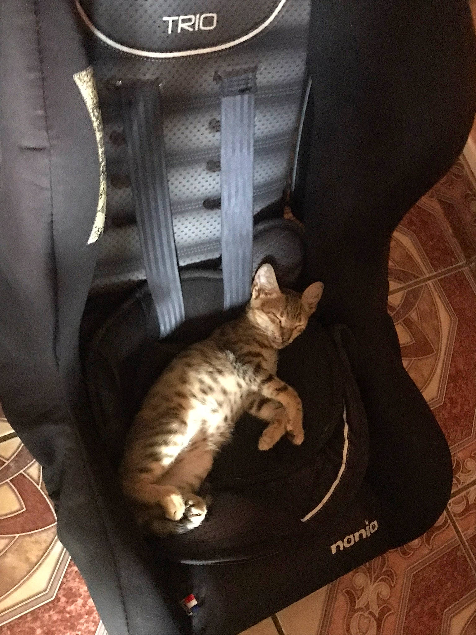 Rouky a rejoint le concours — aidez-le/la à gagner de superbes lots ! auto_part, bag, brown, car_seat, carnivore, cat, chair, comfort, domestic_short_haired_cat, felidae, fur, human_leg, light, luggage_and_bags, room, sitting, small_to_medium_sized_cats, strap, tail, whiskers
