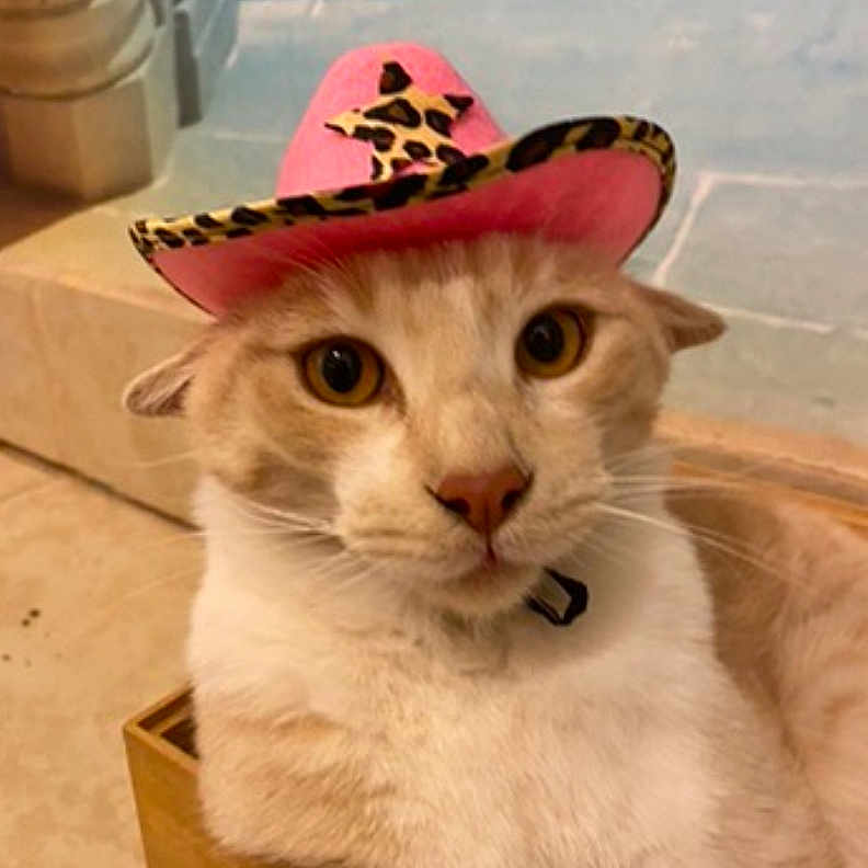 Chravis is registered to the contest to win money with this photo: animal, cat, closeup, cowboy_hat, curious, cute, domestic, ears, face, feline, fur, indoor, leopard_print, nose, pet, pink_hat, sitting, whiskers, wooden_box, yellow_eyes