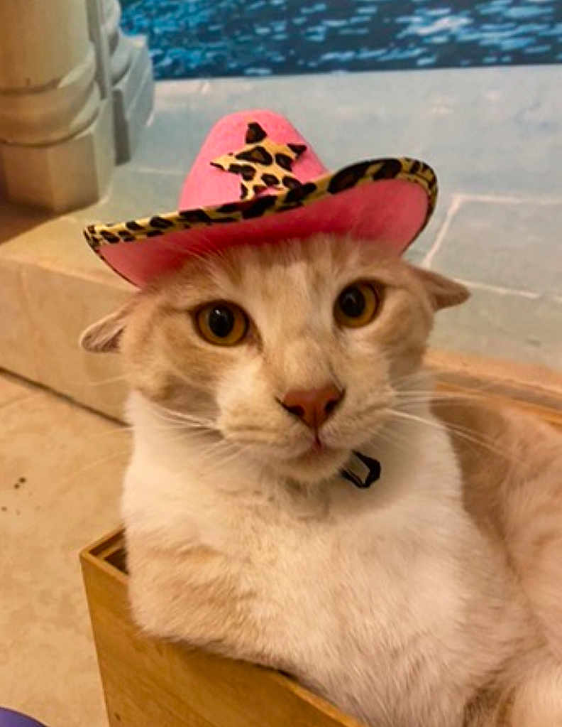 Chravis is registered to the contest to win money with this photo: cat, animal, pet, cowboy_hat, pink_hat, leopard_print, wooden_box, indoor, closeup, feline, cute, curious, whiskers, ears, face, fur, yellow_eyes, nose, sitting, domestic