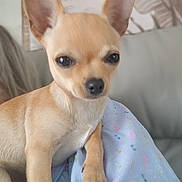 Chalie a rejoint le concours — aidez-le/la à gagner de superbes lots ! animal, blanket, canine, chihuahua, close_up, companion, couch, cozy, cute, dog, domestic_animal, ears, friendly, furry, indoor, lap, pet, resting, small_dog, tan_dog