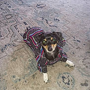 Chilli is registered to the contest to win money with this photo: dog, small_dog, sweater, clothing, pet, indoor, carpet, patterned_rug, looking_up, black_dog, brown_markings, white_paws, cute, cozy, animal, companion, floor, home, domestic_animal, portrait