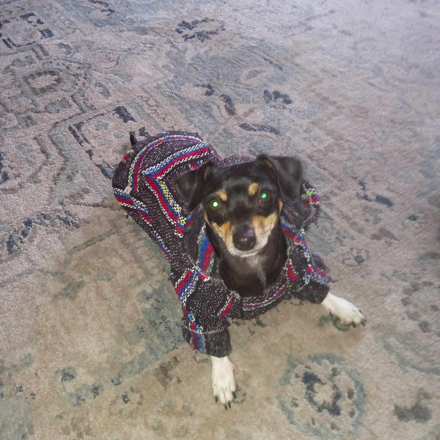 Chilli is registered to the contest to win money with this photo: dog, small_dog, sweater, clothing, pet, indoor, carpet, patterned_rug, looking_up, black_dog, brown_markings, white_paws, cute, cozy, animal, companion, floor, home, domestic_animal, portrait