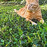 cat, orange_tabby, grass, outdoor, sunlight, greenery, nature, animal, pet, relaxing, fur, whiskers, alert, mammal, daytime, leaf, garden, resting, cute, peaceful