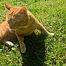 cat, ginger_cat, grass, outdoor, sunlight, shadow, animal, pet, nature, greenery, daylight, relaxing, mammal, feline, whiskers, ears, paws, curious, sunny, resting