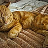 cat, orange_tabby, sleeping, relaxed, pet, feline, fur, whiskers, bed, blanket, textured_blanket, indoor, cozy, resting, paw, closeup, domestic_animal, cute, animal, sleep
