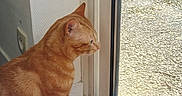 Sunny a rejoint le concours — aidez-le/la à gagner de superbes lots ! cat, orange_tabby, indoor, window, glass_door, wooden_floor, pet, animal, curious, side_view, feline, domestic_cat, house, natural_light, looking_out, quiet, still_life, close_up, striped_fur, ears