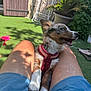 dog, pet, outdoor, grass, sunlight, legs, shorts, blue, harness, happy, playing, toy, flamingo, greenery, plant, potted_plant, summer, canine, companion, relaxation