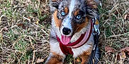 April a rejoint le concours — aidez-le/la à gagner de superbes lots ! dog, puppy, australian_shepherd, blue_eyes, harness, leash, grass, outdoor, pet, animal, tongue_out, sitting, happy, playful, fur, ears, nose, canine, nature, young