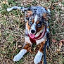 dog, puppy, australian_shepherd, blue_eyes, harness, leash, grass, outdoor, pet, animal, tongue_out, sitting, happy, playful, fur, ears, nose, canine, nature, young