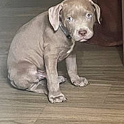 Rocko is registered to the contest to win money with this photo: puppy, dog, brown, sitting, floor, indoor, pet, canine, young, cute, animal, wooden_floor, looking, ears, nose, legs, paws, collar, domestic, alone