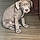 Rocko