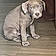 Rocko