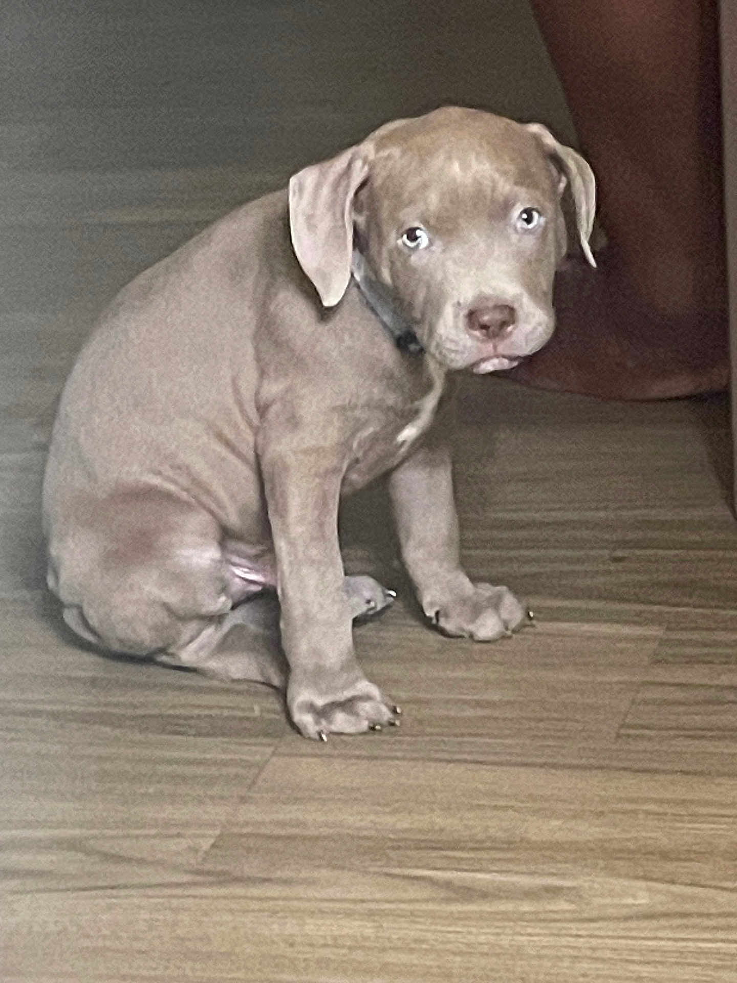 Rocko is registered to the contest to win money with this photo: puppy, dog, brown, sitting, floor, indoor, pet, canine, young, cute, animal, wooden_floor, looking, ears, nose, legs, paws, collar, domestic, alone